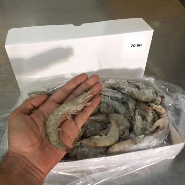 تصویر 2 از خرید و قیمت میگو بسته بندی صادراتی + فروش عمده
